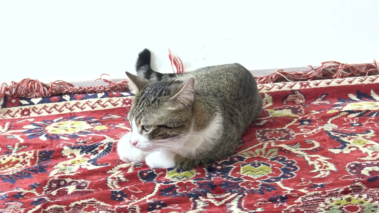 A Cute Cat Sits on the Carpet