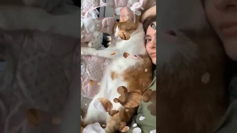 BEST 😍FUNNY😍 PET VIDEOS #64 - Try Not To Laugh #shorts