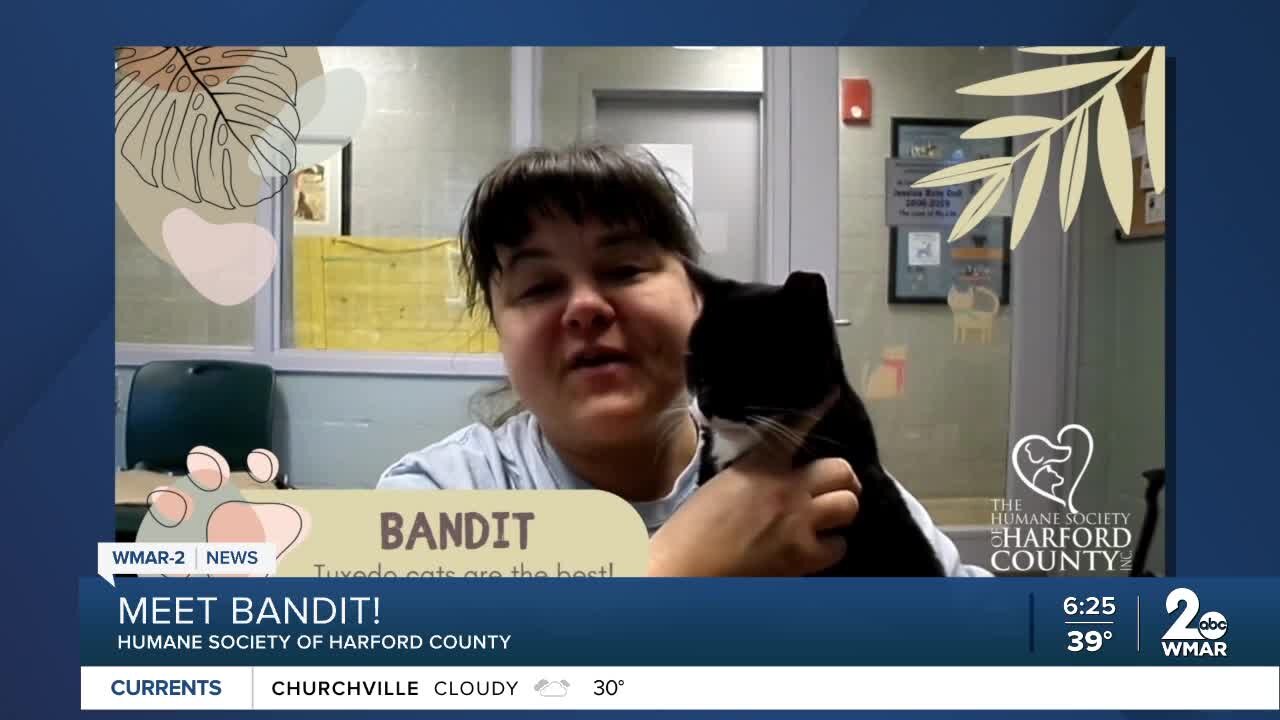 Bandit the cat is up for adoption at the Humane Society of Harford County