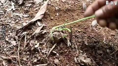 The boy wandered in the wild for 12 days, showing amazing wild survival skills7