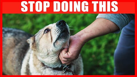 14 Things You Must Stop Doing to Your Dog