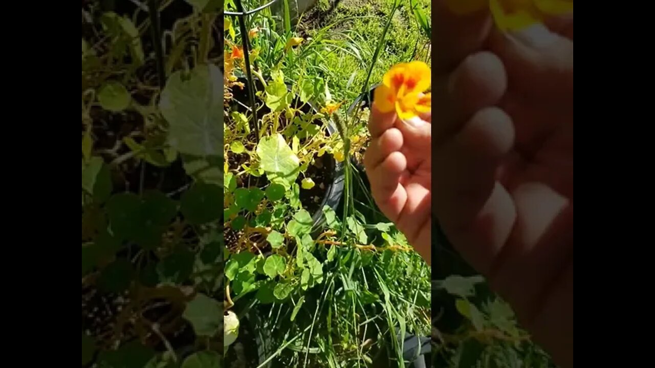 I Love Nasturtium