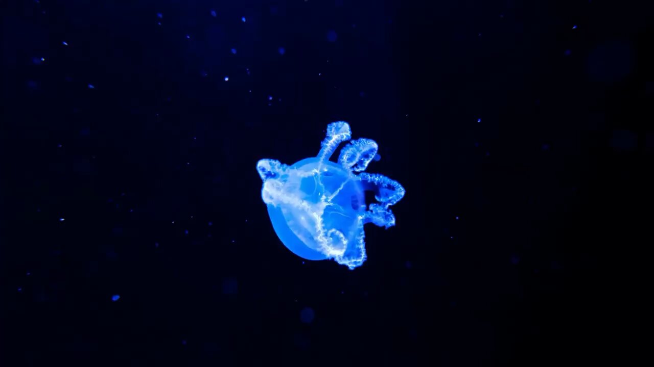 Jellyfish #studymusic #relaxtionmusic #meditation