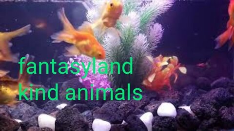 Fish Aquarium Compilation, Beautiful Fish Aquarium Everyday