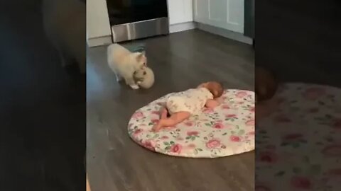 Cat wants her kitty baby to be friends with human baby