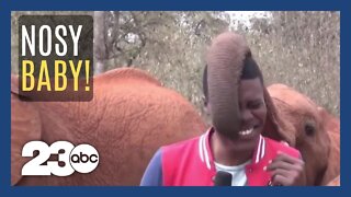 Baby elephant steals the show from a Kenyan news reporter