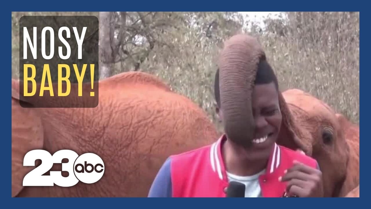 Baby elephant steals the show from a Kenyan news reporter