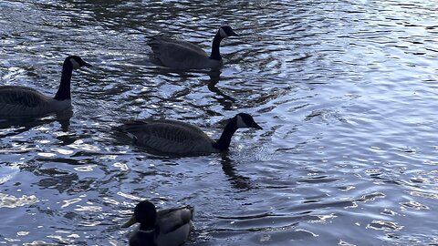 Geese and Ducks