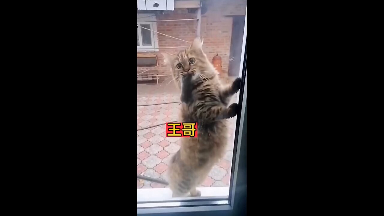 masta haa video funny