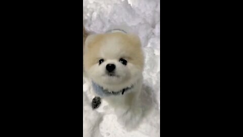 "Doggie Delights: A Hilarious Compilation for Viral Joy on Rumble!" 🐶🌟