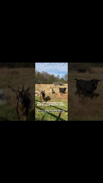 It's a Good Day to be a Goat #shorts