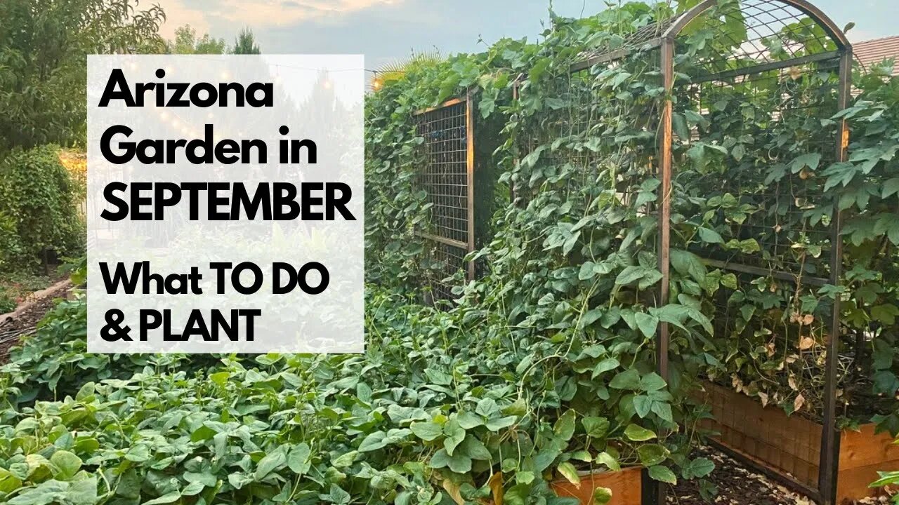 ARIZONA GARDEN in SEPTEMBER: What TO DO & PLANT - plus tips for FALL GARDENING