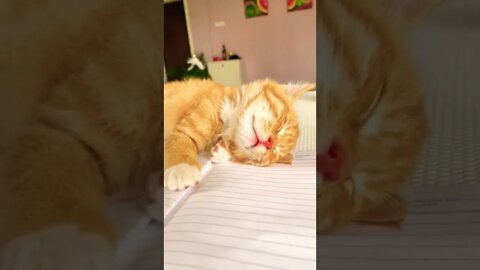 So Cute Baby Cat sleep mode || 🐈😻😪 || #shorts #shortsfeed #youtubepets_&_animals