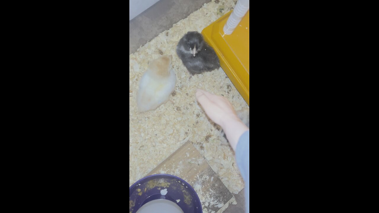 Wednesday whiskers with SPH: It touches chicks!!! #funnyvideos #funny #cringe #tinyhands #chickens