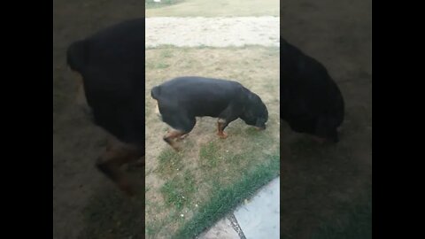 Rottweiler I Want To Break Free 😎 #Shorts #rottweiler
