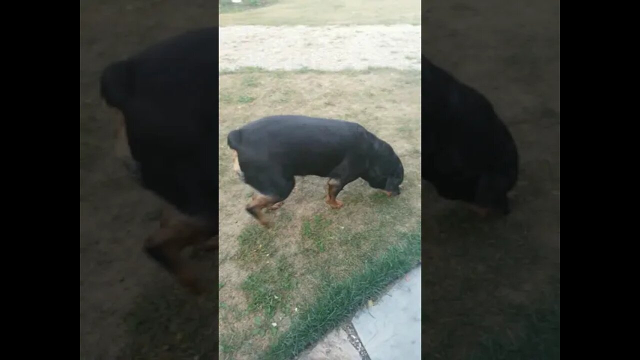 Rottweiler I Want To Break Free 😎 #Shorts #rottweiler