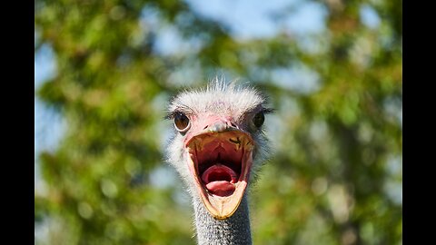 FUNNIEST ANIMALS 😹 Funny Animal Videos Compilation 😹 Try Not To Laugh
