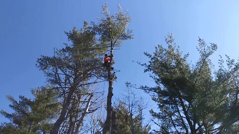 Tree work