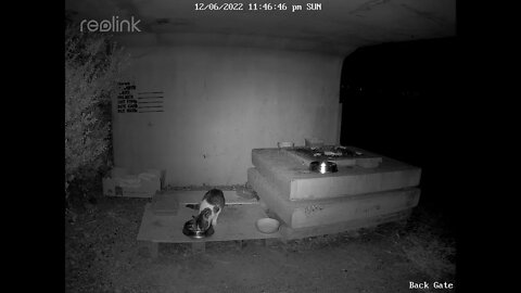 Porchchop drinking milk