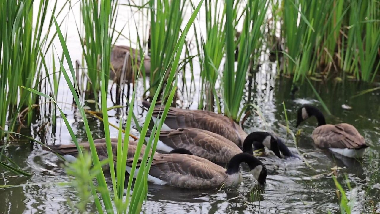 Some ducks are playing in the reed code