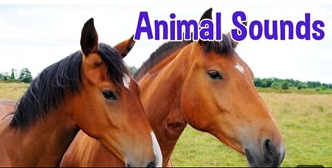 Animal Sounds for Children (20 Amazing Animals)