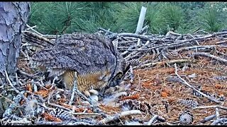 Close up of Preening and Egg Roll 🦉 1/25/22 11:05