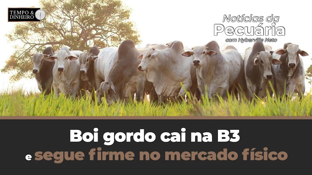 Boi gordo cai na B3 e segue firme no mercado físico. Até quando? Hyberville Neto comenta