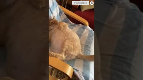 cute cat videos 😹 funny videos 😂 498 😻