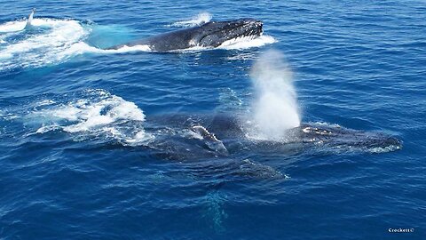 Humpback Whale Mother and Calf