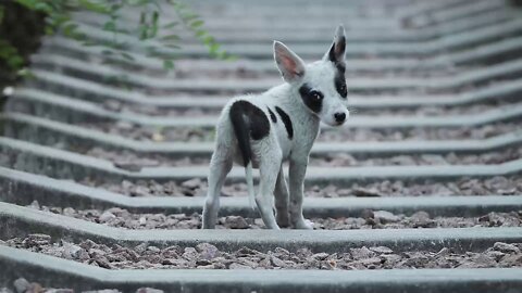 The Animals of Chernobyl