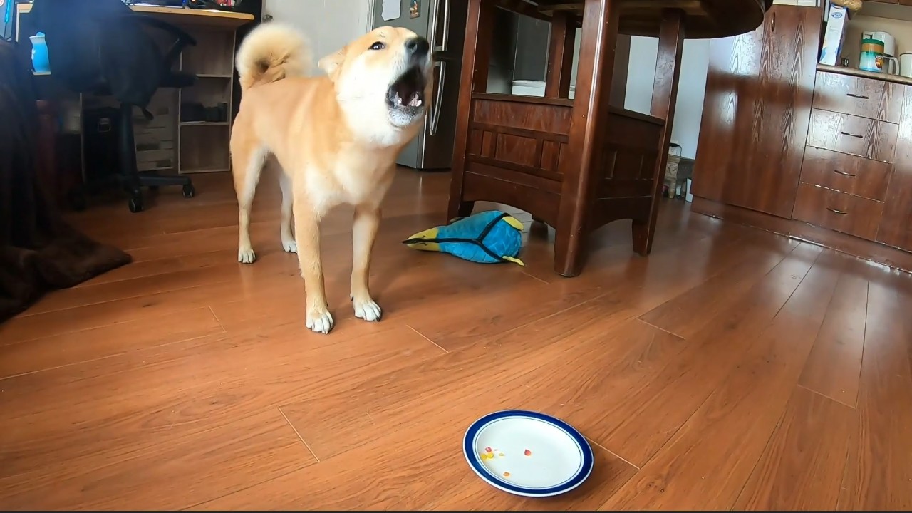 Shiba Inu Doesn't Like Being Told To Eat His Vegetables