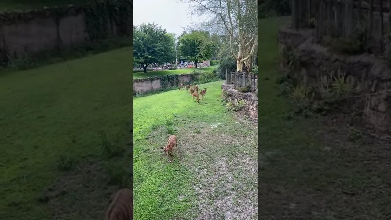 Nyala babies @ Busch Gardens 🦌 #nyala #buschgardens #wildlife #savannah #shorts #serengeti