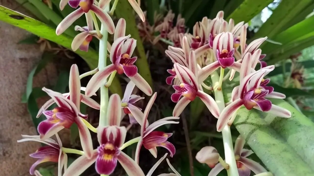 Cymbidium hatinahianum