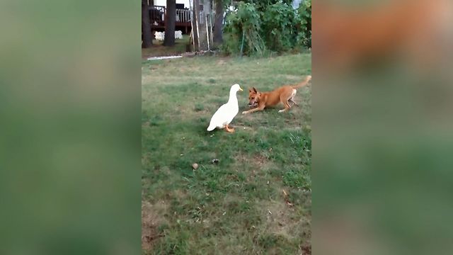 Duck And Dog Have An Adorable And Unusual Friendship