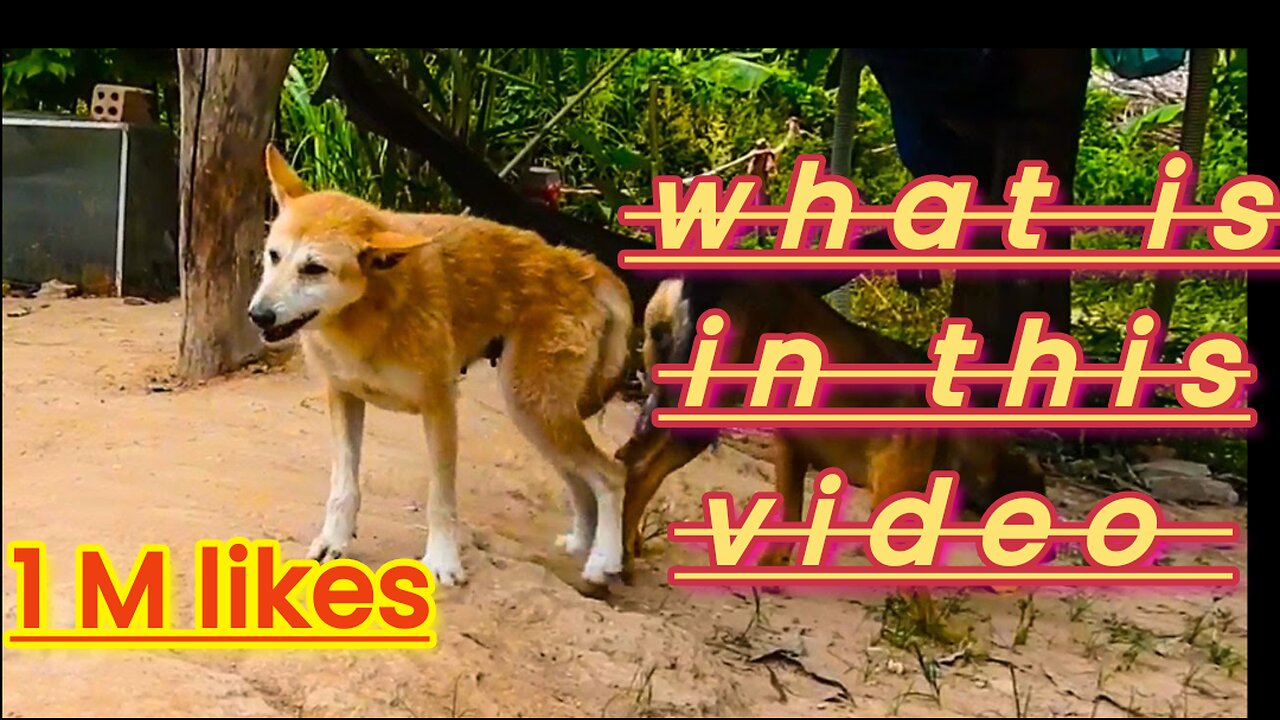 SummerDogs!! Cambodia Carolina Dog Waiting Male Dogs Near Home(Ep135)