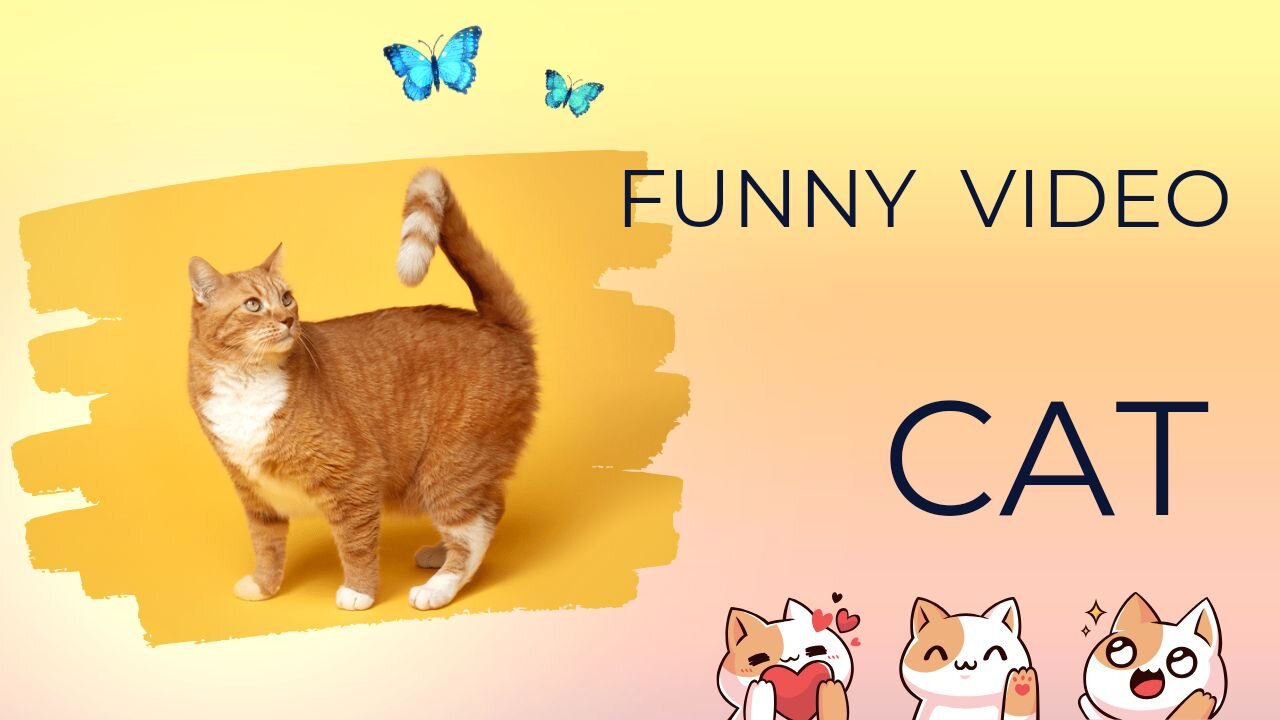 Funny animals video