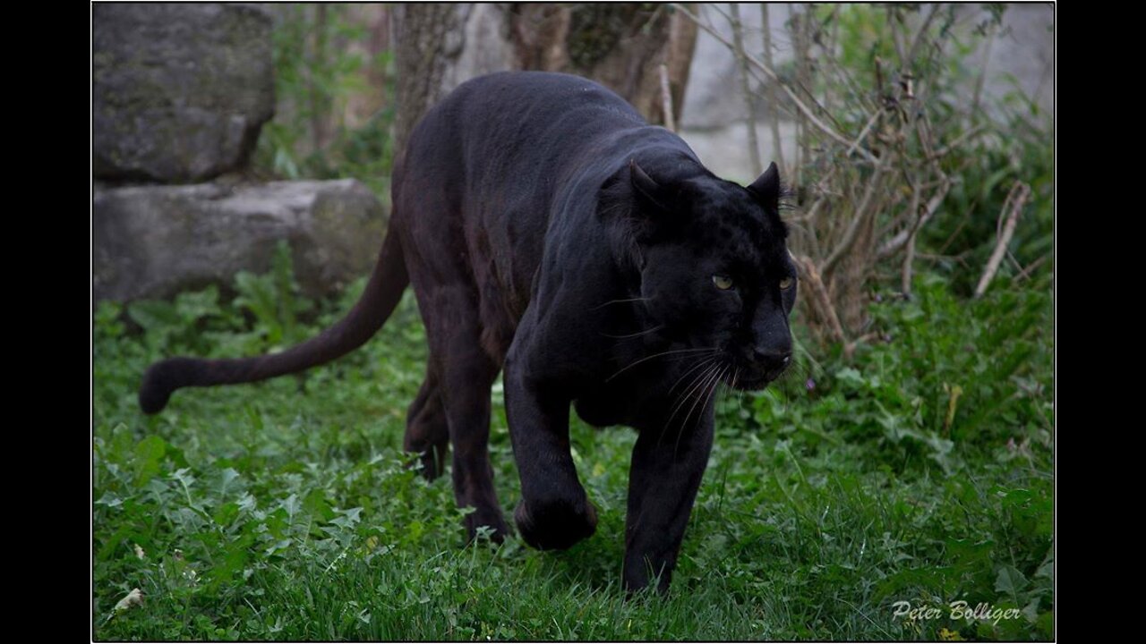 4/4/2022 Convoy on the Move pt3