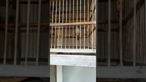 burung jogjog