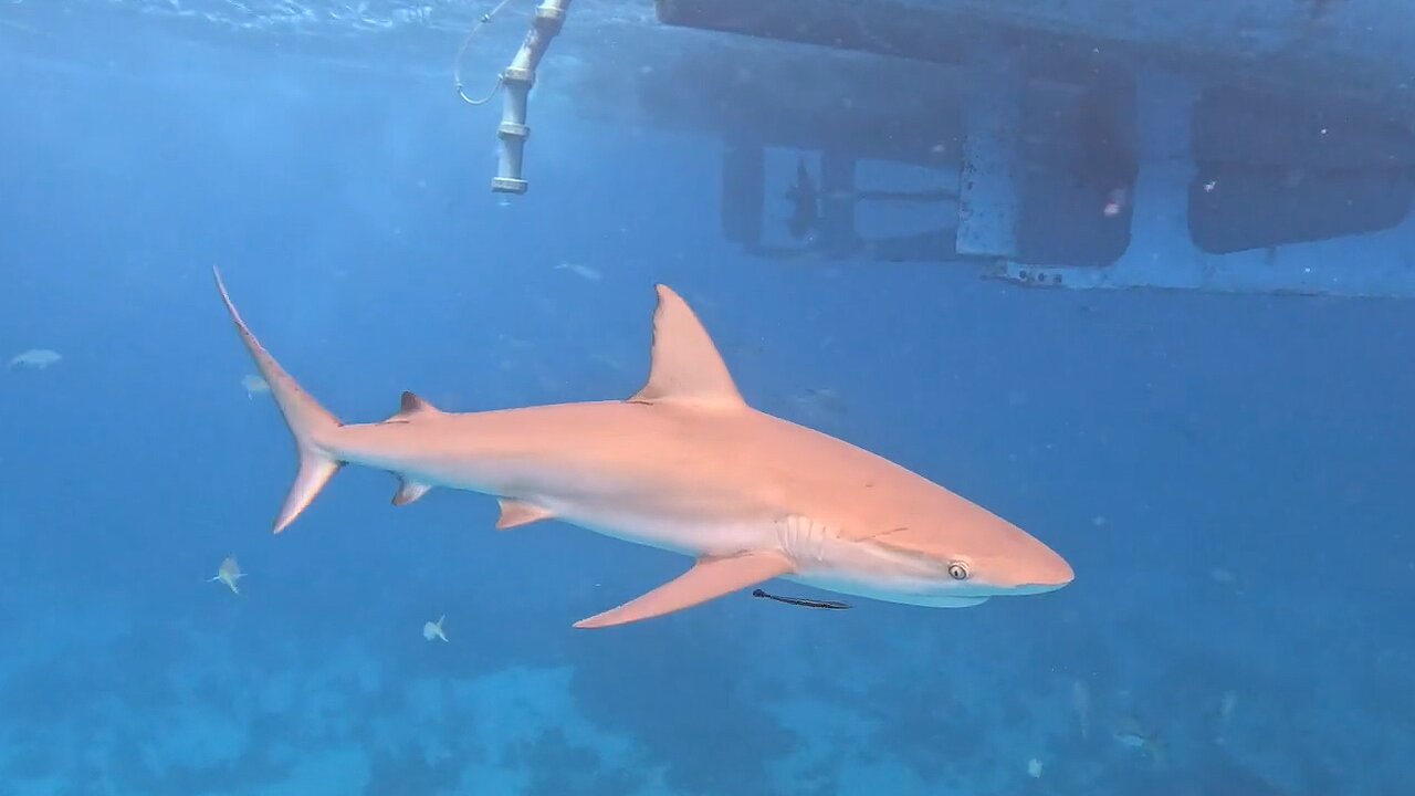 Sharks excite scuba divers as divers try to get back in the boat