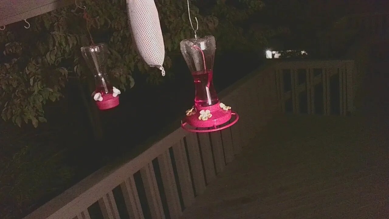 Live Bird Feeder Sept 22 2021 "Frogs All night" Asheville NC. In the mountains.