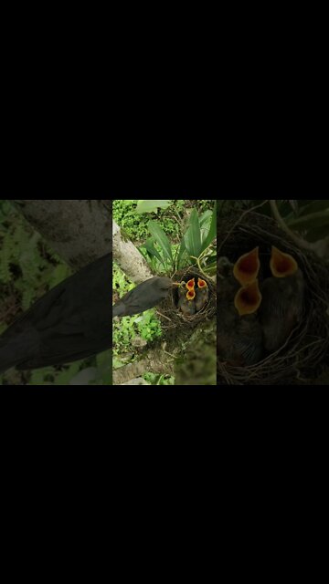 Pássaro alimentando seus filhotinhos 🐦