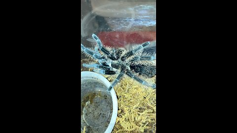 Curly hair tarantula