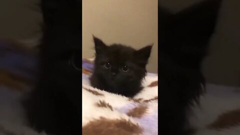 so cute cat