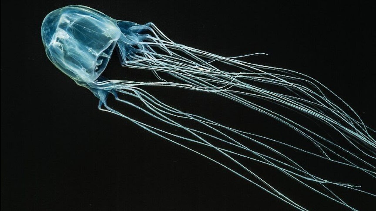 Fact about jellyfish 4. One of the poisonous animals in the world.