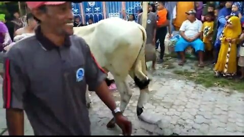 Idul Adha 1443H / 2022M MASJID ARROYYAN KARANGTUMPUK GRESIK #panceng #sapi #gresik #iduladha