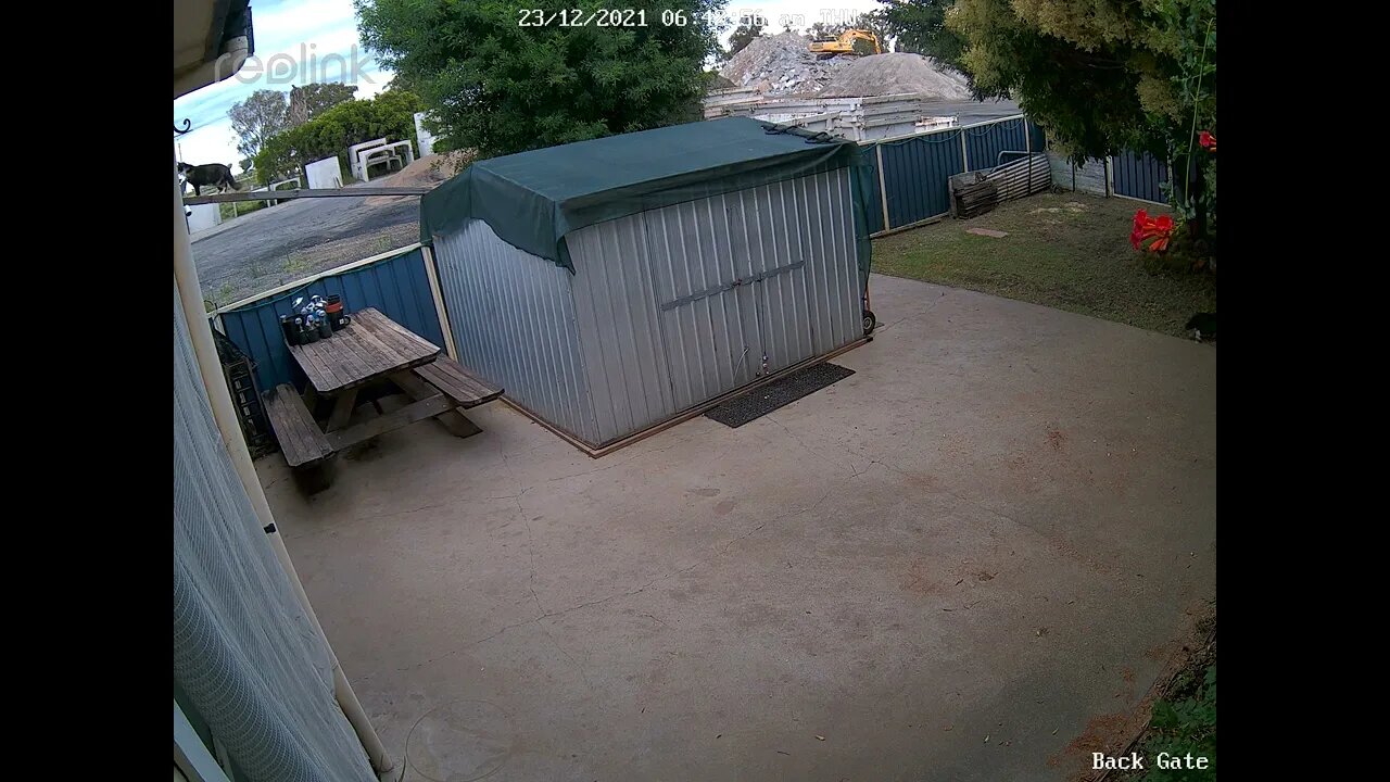 Lippy Falling Bird Swoop Short