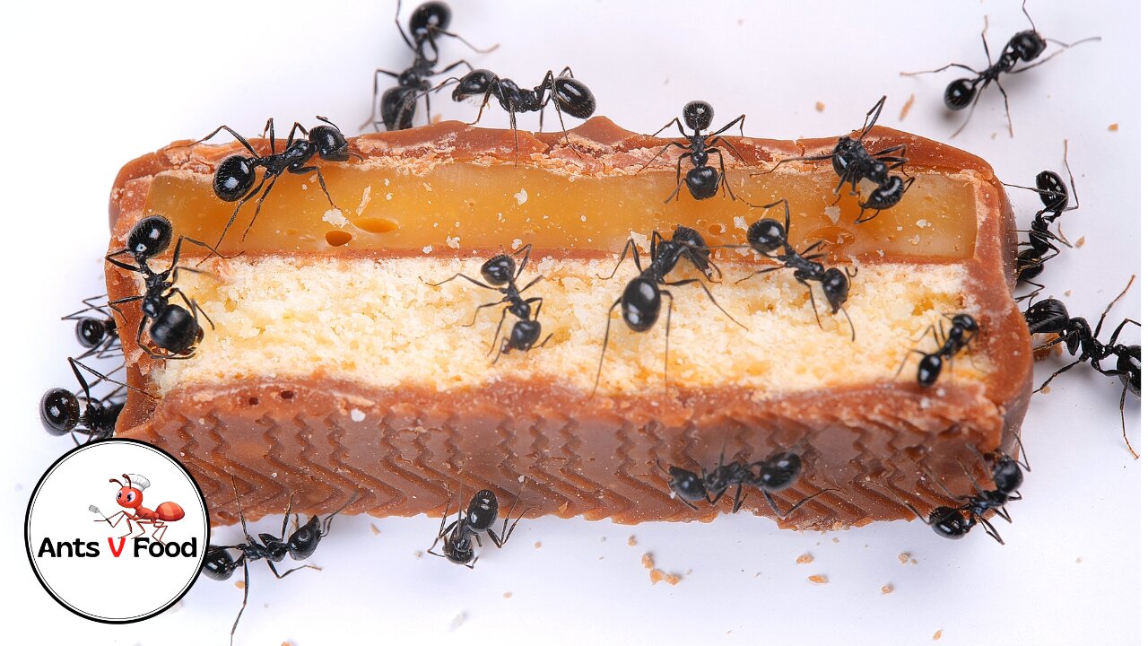 Ant Colony vs Twix Time Lapse 4k