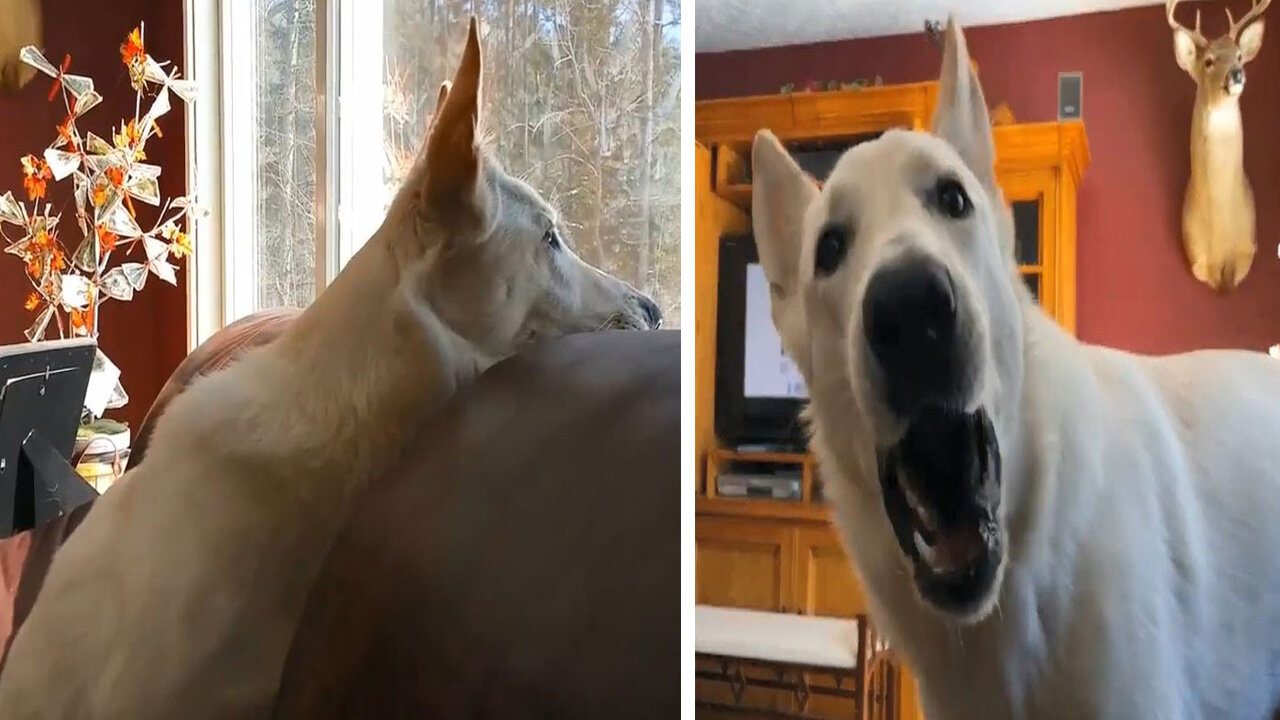 See how the dog reacts when he hears the police siren