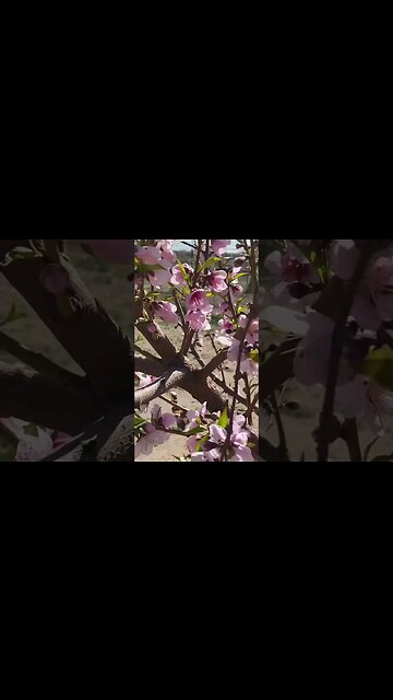Peach Flowers and Bees #bees #spring #peaches #asmr
