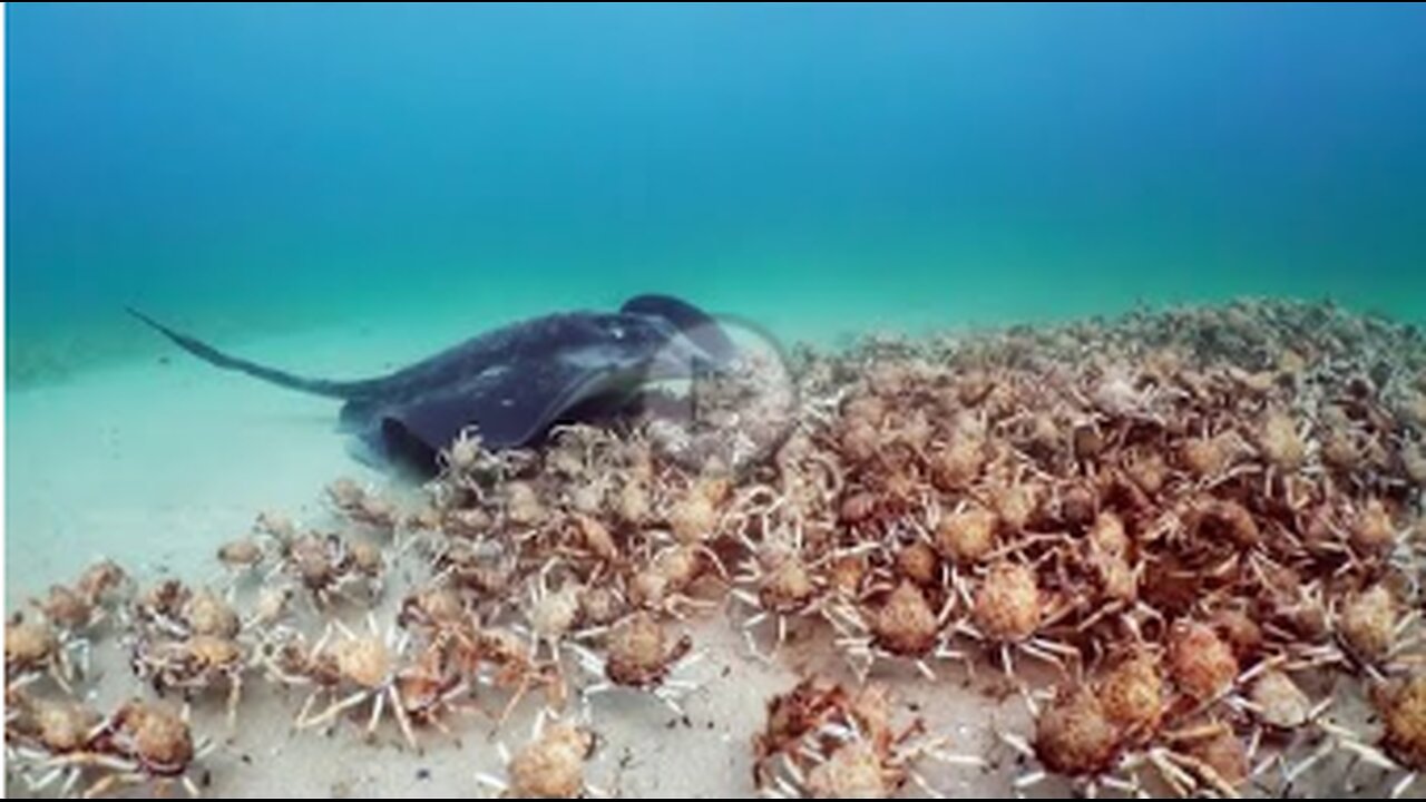 Army of Crabs Protect Spy Robot From Stingray | Spy In The Ocean | BBC Earth